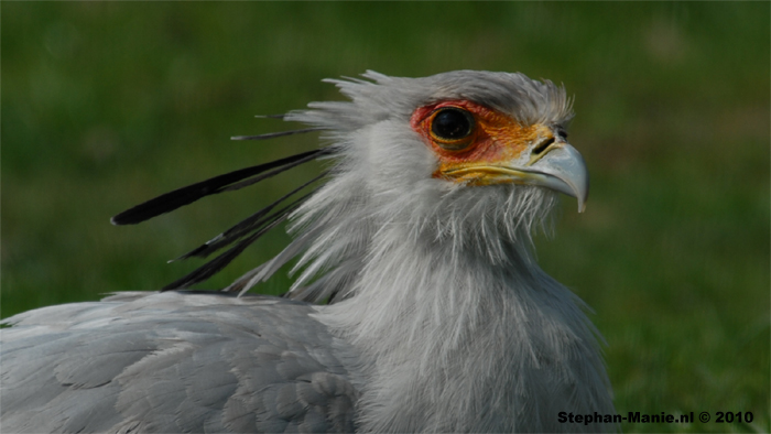De secretarisvogel is een merkwaardige, langpotige roofvogel